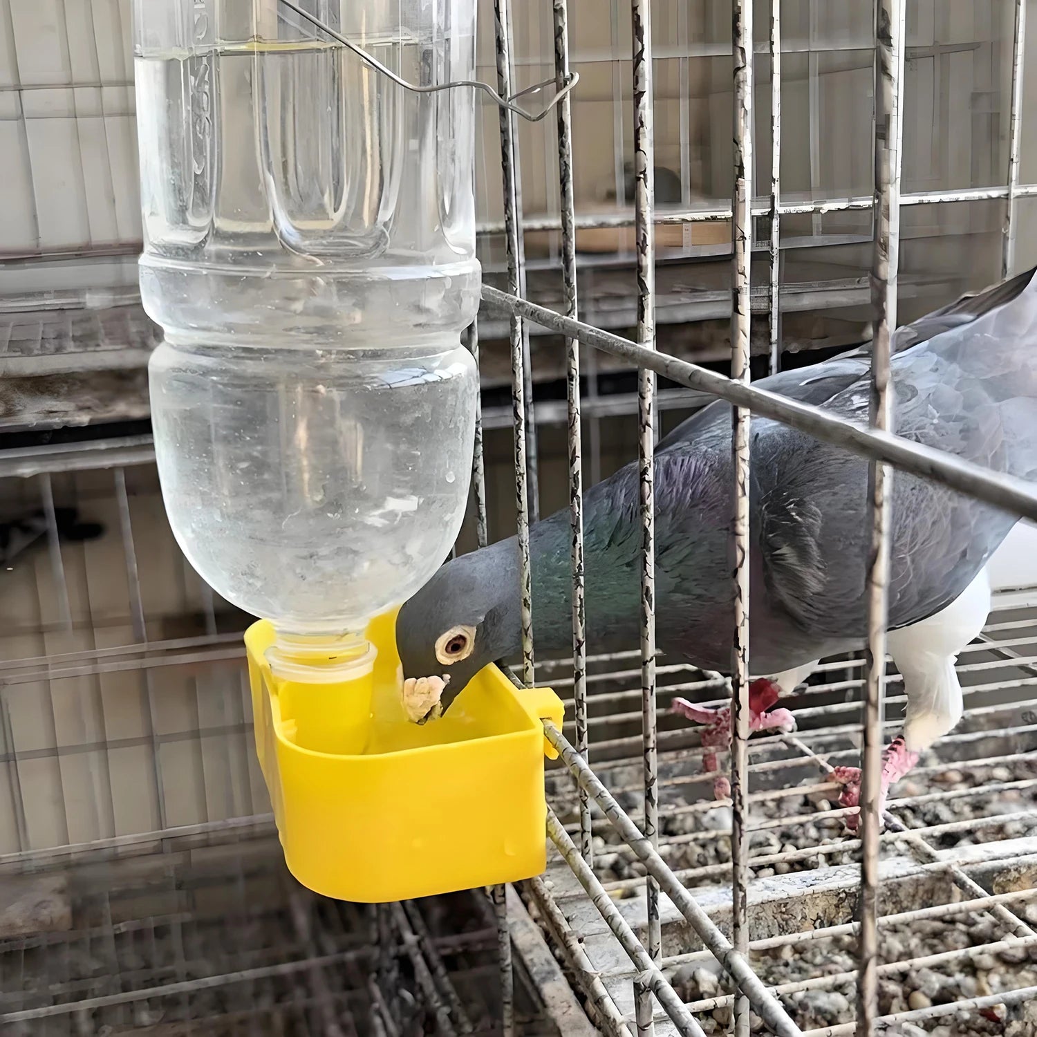 Birds Drinker Automatic Water Dispenser for Parrot Pigeon Quail Chicken Chick Bird Cage Hanging Drinking Cup Bird Care Supplies